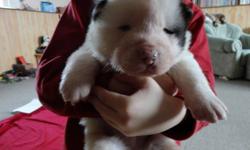 Here we have 6 Pure-Bred Akita Puppies.
We have 2 females and 4 males.
If interested contact ED at 204-332-0435
You can see pics of parents on our website
http://www.boundarytrailkennels.ca
Thanks