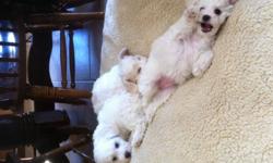 Two, pure bread, female Bichon Frise puppies.
These beautiful white fluff balls are hypoallergenic, have already had there first set of shots and have been dewormed.
They have great personalities and will be ready for their family to pick them up on