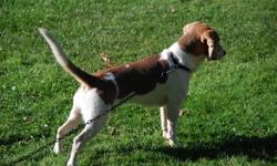 Pure bred Beagle Male
 not fixed
 1.5 years old
 Blue Eyes
 He will make an excellent hunting dog
 He is very good with children
 Looking for a loving home!!!!
 
 Please call me for a meeting at 289-686-8045. No emails please.
 Thank you.