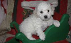 We have  pure bred Bichon Frise pup  ready to go JUNE 2012 at eight weeks old. THEY WILL BE hypo-allergenic puppies who can comfortably live with families who suffer from allergies or asthma. My Dam and Sire are CKC registered and both have over ten