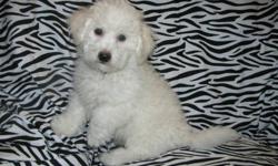 We have two male pups left from a litter of eight, who are ready to go to their new homes. The Bichon Frise are hypo-allergenic dogs so can comfortably live with families who have allergies or asthma. My Dam and Sire are both pure white, are registered