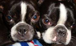 We have 4 adorable Boston Terrier puppies ready to go. They have their first set of shots, vet check, and are dewormed. We have both parents, mom is black brindle and weighs approx 20 lbs, dad is black and wieghs approx 17 lbs. These dogs are very well