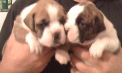 beautiful pure bred boxer pups, parents on site, asking $500 ready to go in 3 weeks. please call 1-705-516-0707 thanks earl