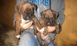New Price before christmas... $700 ,8 beautiful brindle boxer pups!!!..They were born on the 27th of October... 6 females and 2 males.. First shots,dewormed and tails docked... Call : 705 888 1075 for more information or questions or email
1 Male and 1