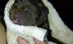 Born Today, 6 males, 6 females, pure bred chocolate labs for sale. 1 male, 1 female yellow labs from same litter. Ready in late January. Pure bred, not papered. Both parents on site and photos available upon request. Pick of the litter is still available.