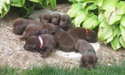 beautiful purebred chocolate lab puppies
family raised
puppies will come vet checked with their first shots
6 males
3 females
$100 deposit required to reserve your choice