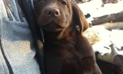 Pure Bred Chocolate Labs for sale. Bring home the perfect pet for Christmas. Ready to go addorable Chocolate labs. Parents on site. Paper trained, on kibble, cute and cuddly labs. Only 4 Males and 1 female left. Contact me for more details.