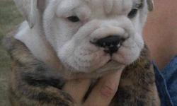 We are small hobby breeders dedicated to showing and breeding healthy,  English Bulldogs. We take great pride in our dogs. All of our puppies come registered with the Canadian Kennel Club, vet inspected, dewormed, with their first shots, microchip and a