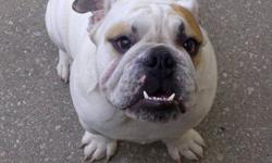 Pure bred english bulldog from victory bulldogs ( top breeder in canada ) paid 3000 want 1500 he is a real British Bulldog pure bred from top breeder Victory Bulldogs he is not fixed , he is microchiped and tattood and has all his papers.... Very friendly