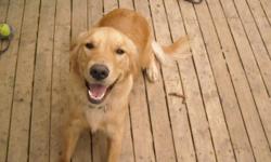 I have a female pure bred golden retriever, just over 1 year old. She is house broken, crate trained, and a great companion. She is spayed and up to date on her needles. She knows basic commands like sit and stay and lay down. With my husband being