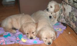 2 beautiful MALE Goldens ready to go to new homes
1St shots and deworming and vet checked
great breeding lines
call 705 646 0922