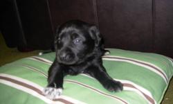 Hello! We have 1 pure bred Labrador Retriever puppiy left of our seven! There is now ONE of them looking to go to a good home by mid December. Our Purebred Yellow Labrador Maggie gave birth to 6 Black Labs and 1 Yellow Lab. Her mate Rocky is a purebred