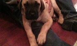 OLD ENGLISH MASTIFF PUPPIES, ONE LEFT, MALE TAN, FIRST SHOTS, DEWORMED, VET CHECKED. PARENTS ON SITE. PLEASE CALL FOR MORE INFO: 905-971-4908