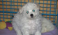 Now only 3 left! We have 4 beautiful female Bichon puppies, home raised, CKC registered, from championship blood lines. They have been vet check (including vaccines), tattooed and will come with a 1 year health guarantee. We have been breeding for 30