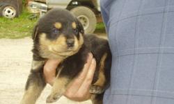 Pure Bred Rotti Pups For Sale
Born on Aug 8 2011
Loveable Personality
Read to go to their New Homes
$500.00
Call now 250 517 0873