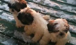 2 tricolored pure bred Shitzu puppies for sale!
2 males left for adoption.
Puppies have had their first immunizations.
They are working on puppy pad training but may require some extra encouragement in their new surroundings.
They played outside in the