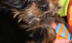 Cute and friendly purebread toy Teacup Yorkie,
Bently is a 9 month old, pure bred tea cup yorkie, he weighs
approximately 4 lbs.  Bently has all his vaccines, treated for rabies, dewormed, flea treatment.  We also have his microchip.  Raised in family