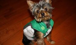 bently is a male pure bred teacup yorkie.
he is 9 months old, and has all his vaccines, he weighs approximately 4 lbs.  bently has been pee pad trained. 
bently has been raised with three children, so he is very gentle and not aggressive in any way!
