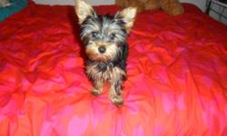 From $600.00 down to $500.00, Price is non-negotiable, 12 week old, unaltered, full bred, femaleYorkie puppy for sale. Her tail has been docked and  shes 3.7 lbs.Shes very playful and adorable. She has all of her first shots, shes been dewormed and comes