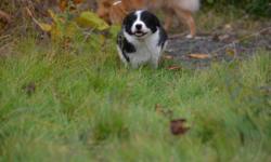 SERIOUS INQUIRIES ONLY - Zip is an 8 week old black and white border collie.  She has excellent drive and intensity already at such an early age.  This pup will make for an outstanding agility/disc/herding/flyball dog - and of course a great companion.
