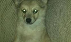 Gorgeous male pomeranian puppy that needs a forever home. He is super cuddly and loves to sit with you! He has great unquie colours for a pomperanian, and looks like a little wolf. He has been vet check and has had his first round of shoots.