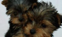 I currently have three yorkie puppies, 2 boys and one girl. The parents are pure breed and on the side, would see in person. very pretty!!!
last pic is the mom with puppies (mom got hair cut last week)
Those little guys had their first set of shot,