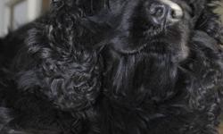 I have a 2 year old black cocker spaniel, she is a uneutered female named Lucy, and weighs about 30lbs. She is excellent with children and other dogs. Fully crate trained and obedience trained as well. She comes with a new crate, leash, collar, food bowl