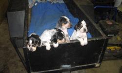 6 males and 4 females for sale.  Born Sept. 14.  Mom registered and from Smokey River blood line, dad is not registered and from Cameron Jet blood line.  Mom is excellent coon hound and dad is good bear hound.  They will be ready to go Nov 11.  Dewormed
