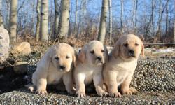 Our purebread CKC registered yellow labs  are ready to go to there new homes. only 1 female left . They all have been microchipped, had their first shots, and dewormed by a licenced vet. Both mother and father are very obident and excellent with kids and