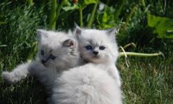 I have six gorgeous Himalayan kittens. There are three cream points one female and two males and three blue point males. First vaccinations and deworming comes with the purchase of the kitten.  They are extremely friendly and loving cats. Call  me at