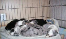 MINIATURE AUSTRALIAN SHEPPARD PUPPIES
REGISTERED
CHAMPION LINES
 
We have a few puppies for sale
*black tri female
*black tri male
*blue merle male
*black bi male
 
You are more then welcome to come and visit the puppies
The puppies come up to date on
