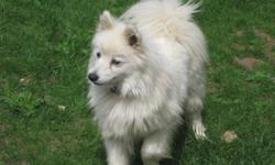 Urgently needing a new home for 2 purebred Mini American Eskimo females.  Have had 1 beautifull litter of pups each.  They are optigen tested, microchipped, UKC registered up to date on all shots.  Wonderfull family pets good with other animals and