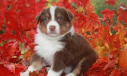 Purebred Australian Shepherd Puppies
 
ONLY 3 LEFT!!
 
These beautiful puppies are going fast!! 2 males and 1 female left. Red puppies have full length tail, black puppy has natural bobbed tail.
Both parents are purebred, mom is registered. Both parents