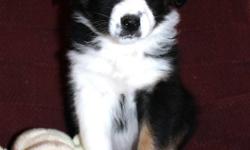 Beautiful, Smart, well socialized Purebred Aussie Puppies.Mom is papered, but puppies won't be.Both parents are awsome dogs. These are great cattle or companion dogs. They are very smart and quick to learn. We have taken both parents camping to the