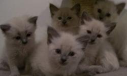 Five Beautifull Balinese Babies
ACA registered kittens
Kittens go to their new homes with vaccines, spay/neuter health record from our vet and registration to the American Cat Association.  Vet work is included in price and completed before kittens go to