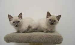 Balinese kittens available now to approved homes.
Kittens go to their new homes with registration in the American Cat Association.  Recieve neuter and vaccines and are inspected for good health and development before going to their new homes with health