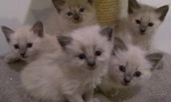Five Beautifull Balinese Babies
ACA registered kittens
Both parents available to meet
Kittens go to their new homes with vaccines, spay/neuter health record from our vet and registration to the American Cat Association.  Vet work is included in price and