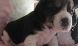 Sire and Dam are 13inch CKC Registered Purebred Beagles. Both have excellent health, great temperaments and conformation. 7 Beautiful and smart puppies  available after Nov 9 to good homes with people who have the time required for a puppy. 2 Females and