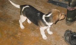 Purebred beagle puppy for only $200. Please contact Jimmy for details at (905) 562-0357.