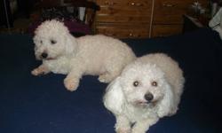 Delightful purebred Bichon Frise puppies, registered CKC champion bloodline.   Raised in a loving home environment, these pups are fluffy pure white, non-shedding & hypoallergenic. Intelligent, friendly, affectionate, and easy to train.  Born Dec.7, 2011