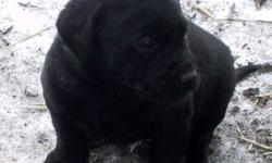 We have 5 BEAUTIFUL Purebred Black Lab Puppies for sale. They have been DEWORMED. Ready to go to a new home. Father is an excellent retriever and also great with kids.