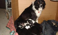 Litter of six (4 male, 2 female) purebred Border Collie puppies for sale. Mother lives on-site, father lives two farms down the road. Both are active farm dogs with great Border Collie intelligence and instincts. These puppies were born on December 5, and