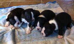 Hi we have four girls and three boys available. The puppies will come with there first shots and de-worming. The parents are on site. Email to set up a viewing time. Thanks