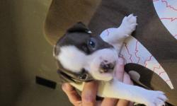 I have six beautiful Boston Terrier puppys three boys and three girls
first shots and back due claws will be done, ready to rehome november 4
asking 800 for boys and 900 for the girls
will be able to deliver in the vernon and vancouver area, moving to