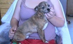 I have a Nuetered Purebred Male Chihuahua, brindle in color with dilute white paws for sale. I am asking $200.00 for him. He is 3 yrs old, and has been raised around children and other dogs and cats. He is a very quiet dog, most dogs of this breed are