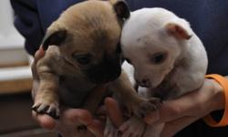 For sale 2 female purebred chihuahua puppies, one is white the other one is brown,the mom is around 4 to 5 lb the dad is just over 2 lb. asking 500.00 obo. for more information call 4036556077
.
the white one is sold....if this ad is still up the brown