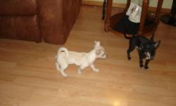 3 Purebred Chihuahua puppies for sale,one beige;two black&brown. All three puppies are males. The puppies will be registered at the Sydney Animal Hopital and will also be receiving thier first set of immunizations & Deworming there. All Puppies will come