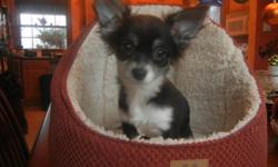 CKC registered Purebred Chihuahua puppy
This wonderful puppy comes with a one year health warranty, will be micro chipped, dewormed and vaccinated. Our dogs are from champion bloodlines and are CKC registered.
This little female is exceptional, has