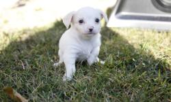 TACO & BELLS BEAUTIFUL BOUNCING BABY CHIHUAHUA'S.ONLY 1 LEFT.
Picture #1-4 Boy,long hair,applehead, white with blue eyes.Very affectionate and playful, loves to cuddle/kisses..
Taco & Bell have had another litter of beautiful healthy pups. This is their