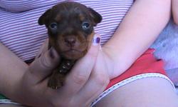 Hi there. I have 1 Purebred Chocolate-rust Male Minature Pinscher left for sale. He was born on October 15, 2011 and will be ready to go on December 10,2011. Dew claws are removed, tail is docked. Will come paper trained, and first set of shots. Mother